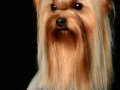 Yorkie007