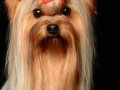 Yorkie008