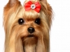 Yorkie004