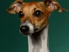 Zippy005