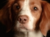 Zoey004