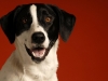Zoey 001