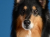 Zorro004