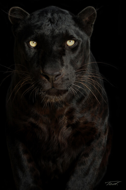 Black Leopard 001