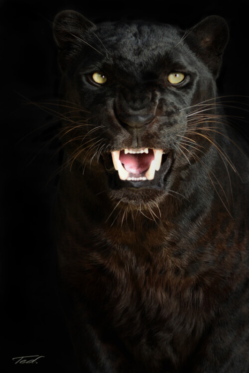 Black Leopard 002