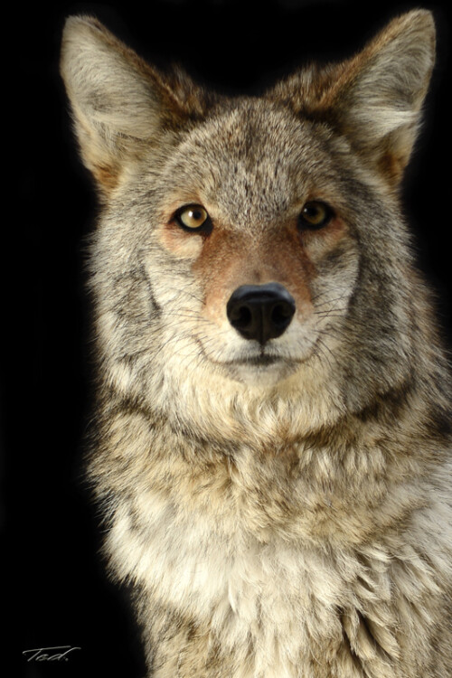 Coyote
