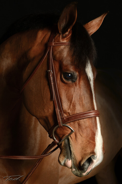 Horse 001