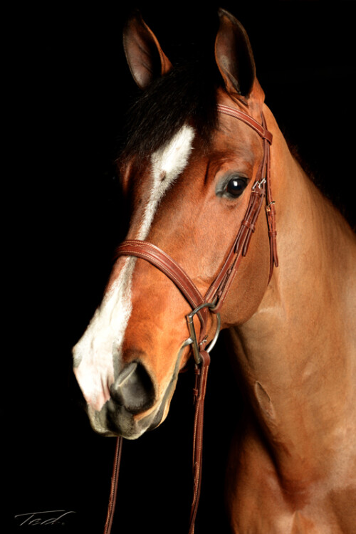 Horse 002
