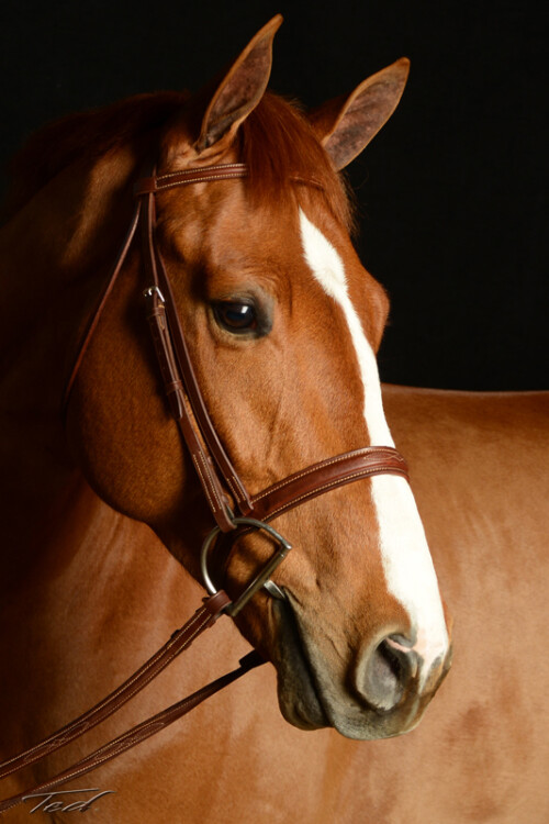 Horse 003