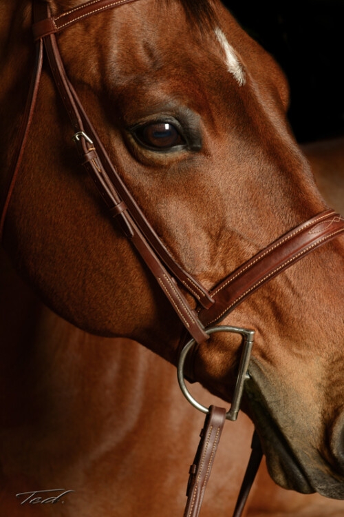 Horse 004