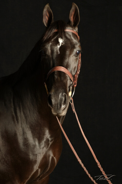 Horse 005