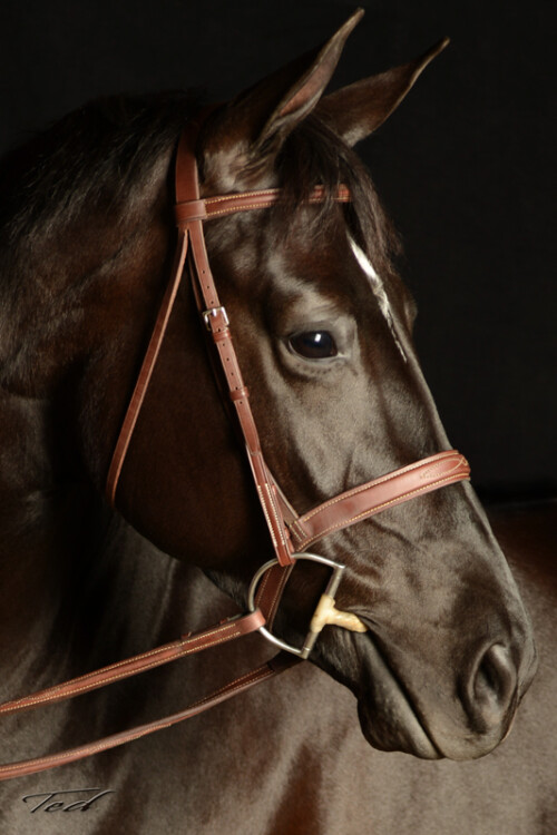 Horse 006