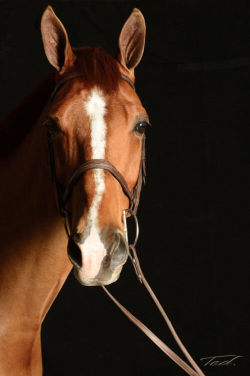 Horse 007