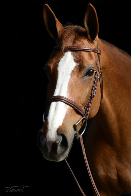 Horse 009
