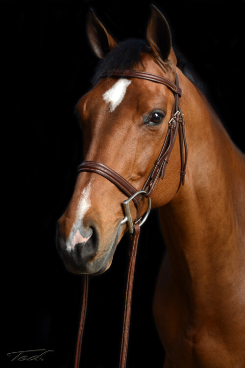 Horse 010
