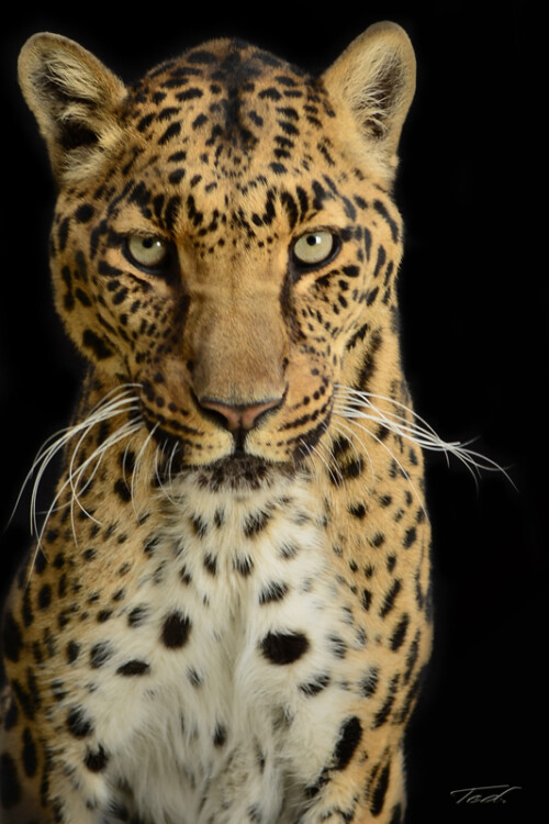 Leopard