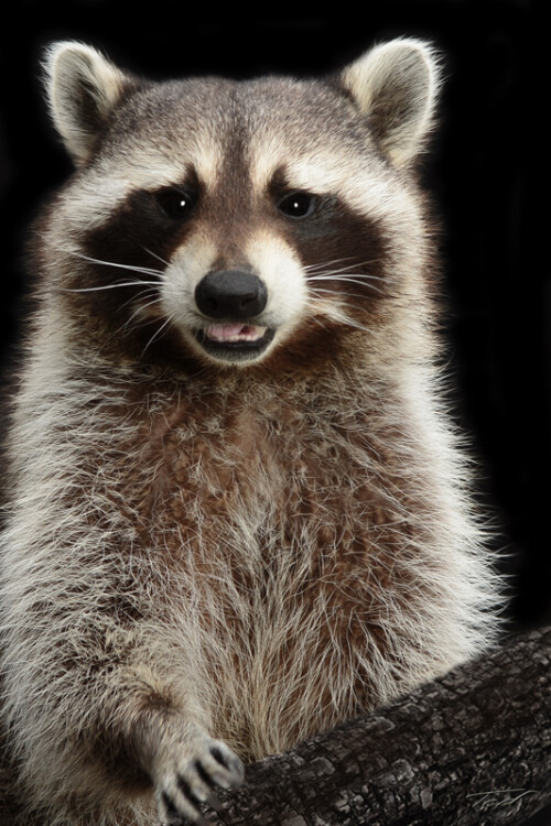 Raccoon 001