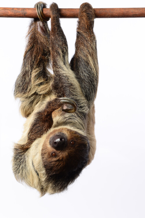 Sloth