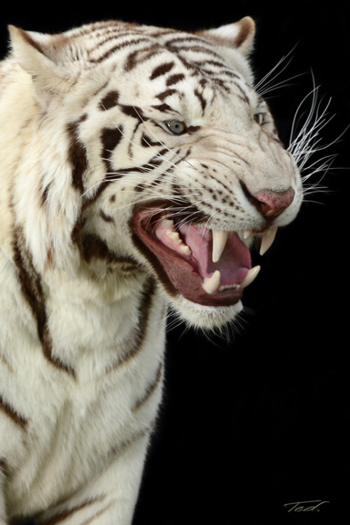 White Tiger
