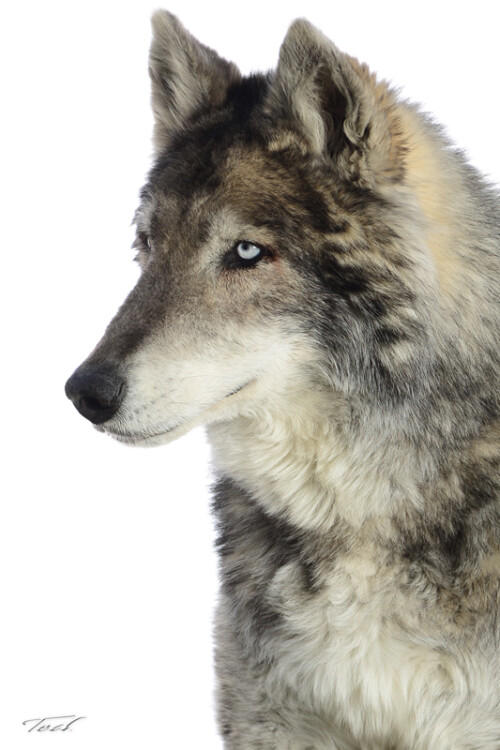 Wolf 001