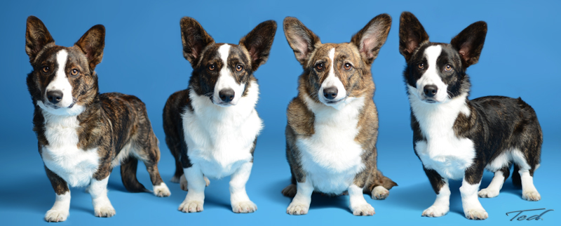 Corgis