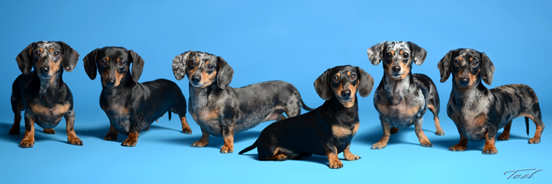 Dachshunds