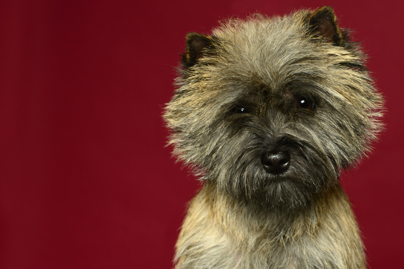 Cairn Terrier